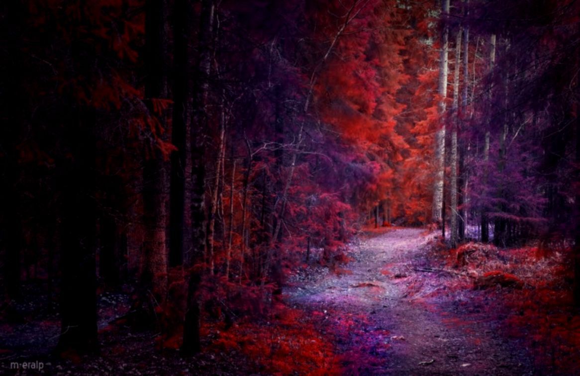 Purple Forest Wallpapers