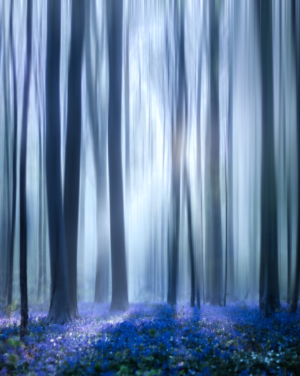 Purple Forest Wallpapers