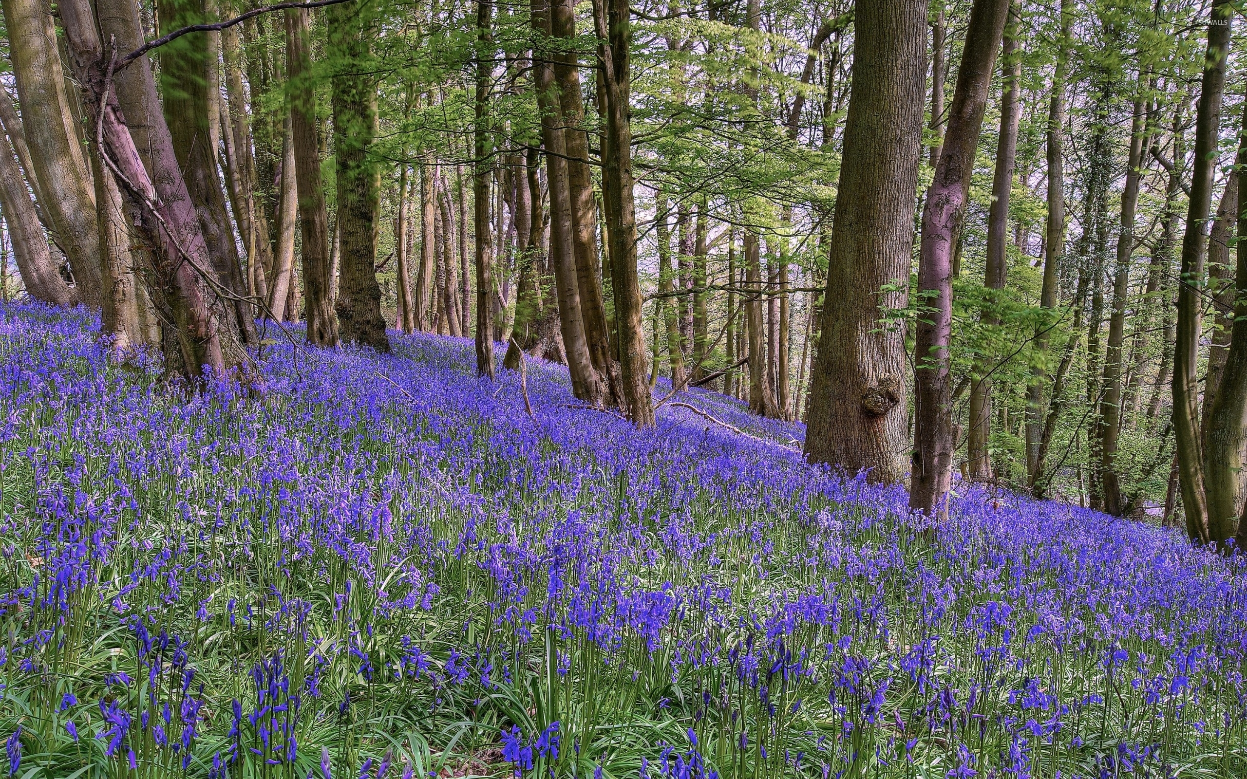 Purple Forest Wallpapers