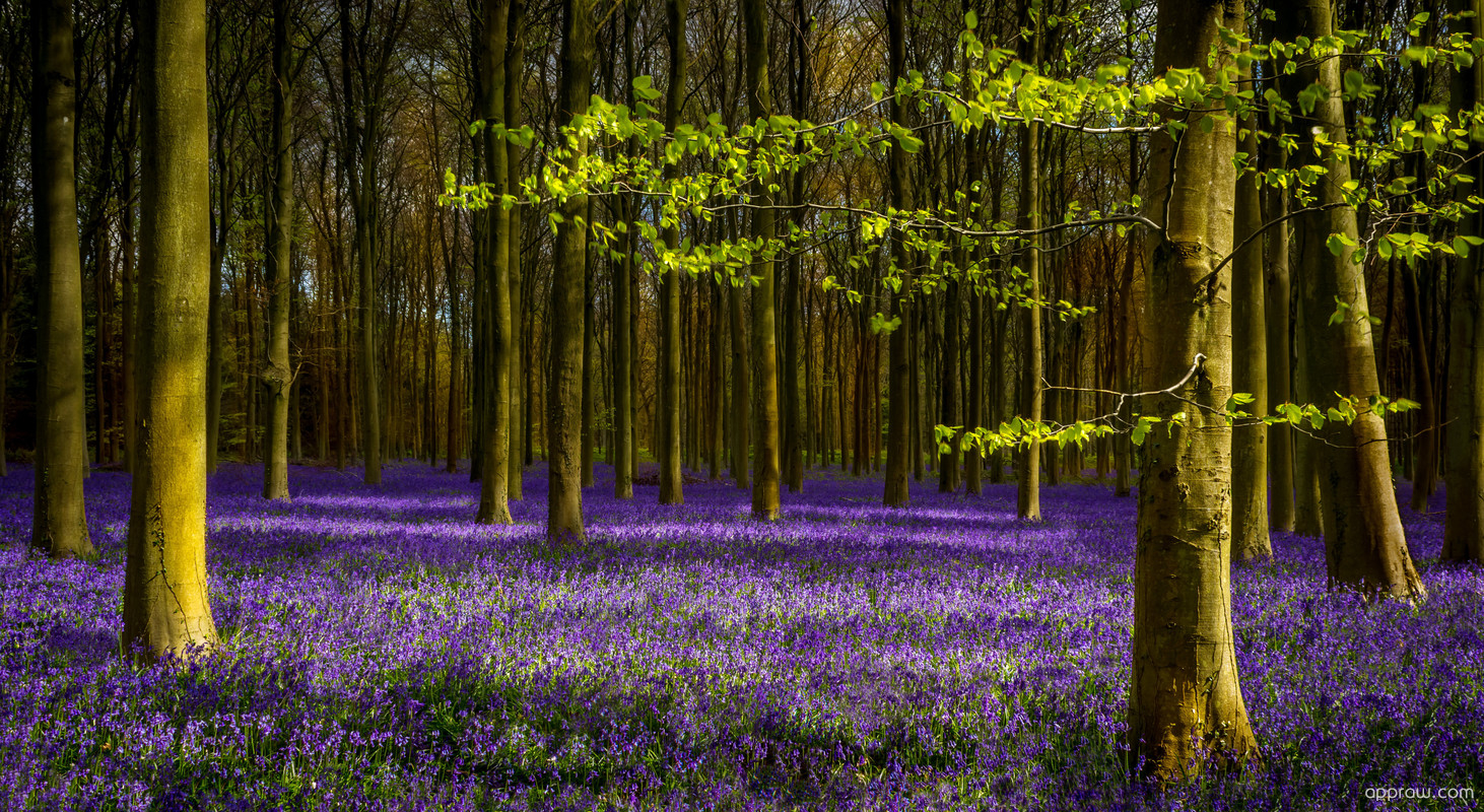 Purple Forest Wallpapers