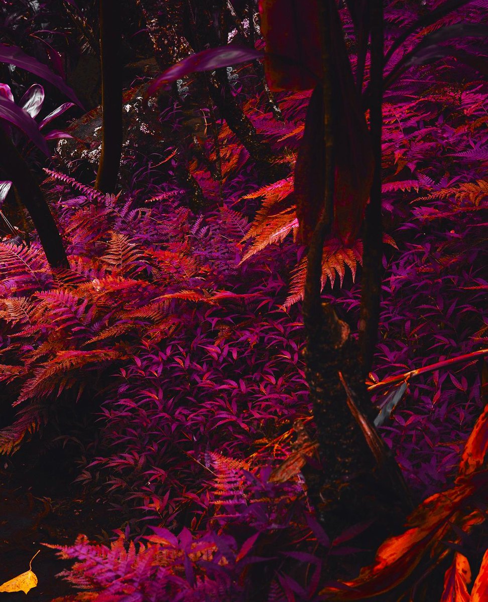 Purple Forest Wallpapers