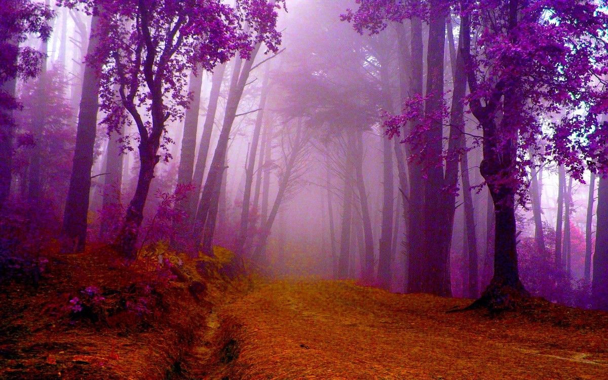 Purple Forest Wallpapers