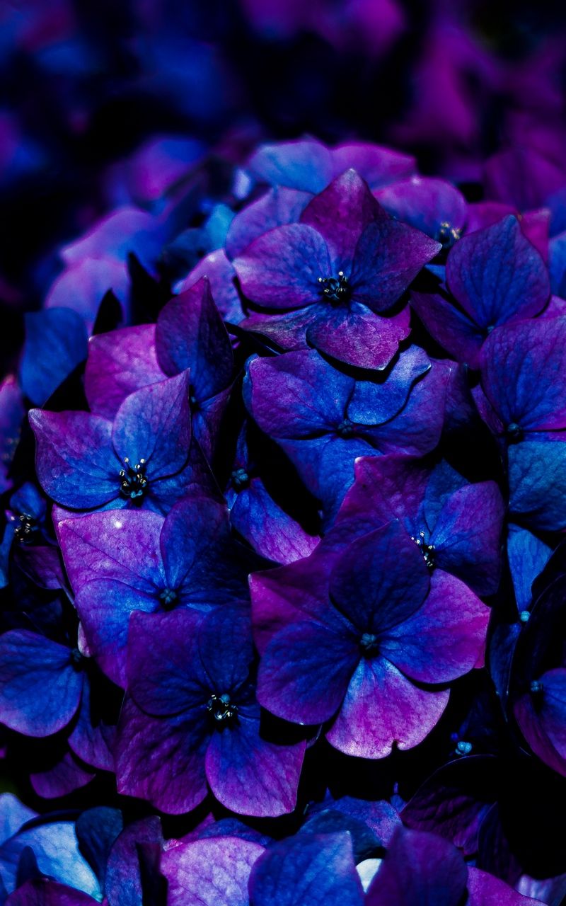 Purple Hydrangea Wallpapers