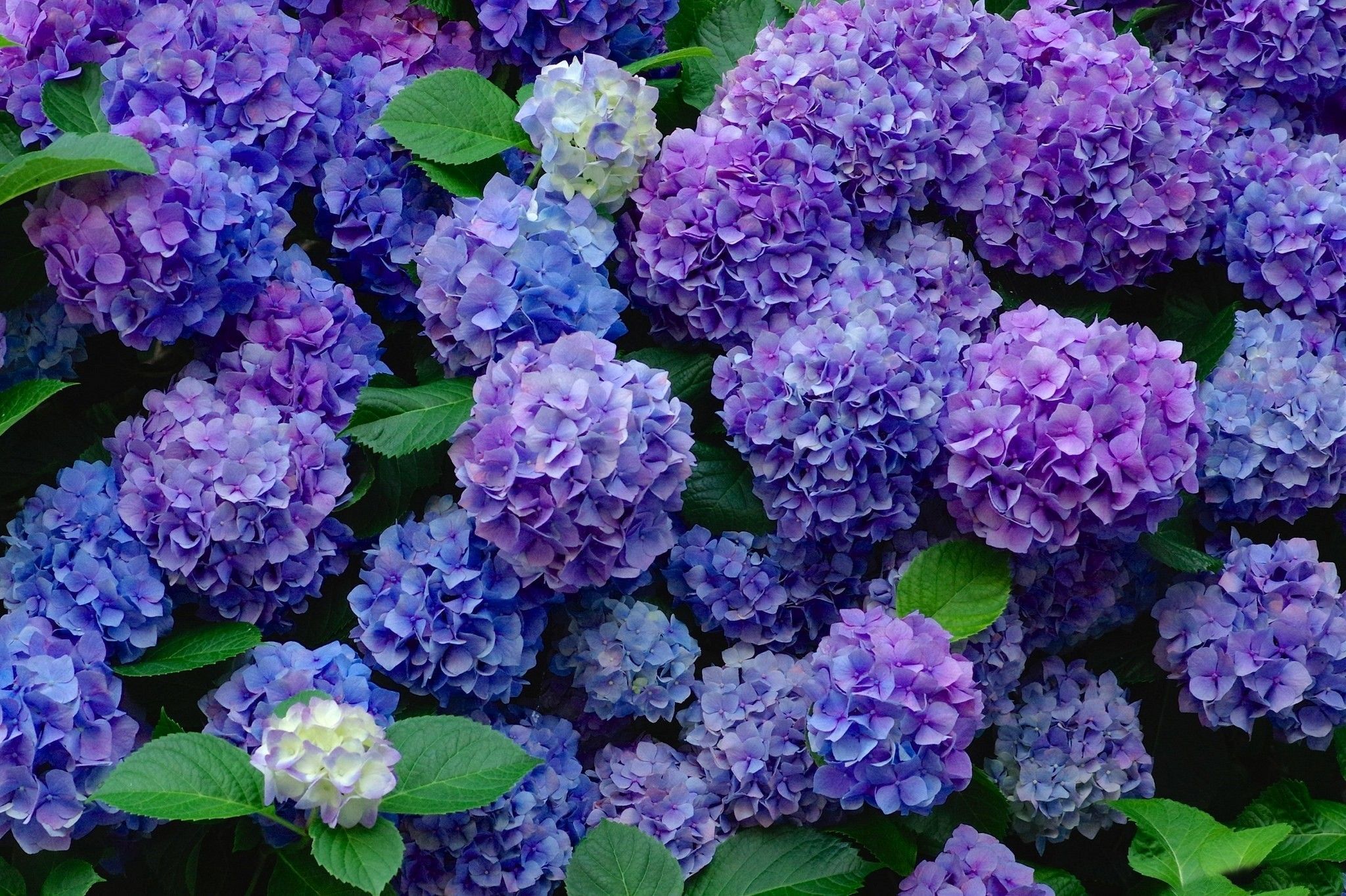 Purple Hydrangea Wallpapers