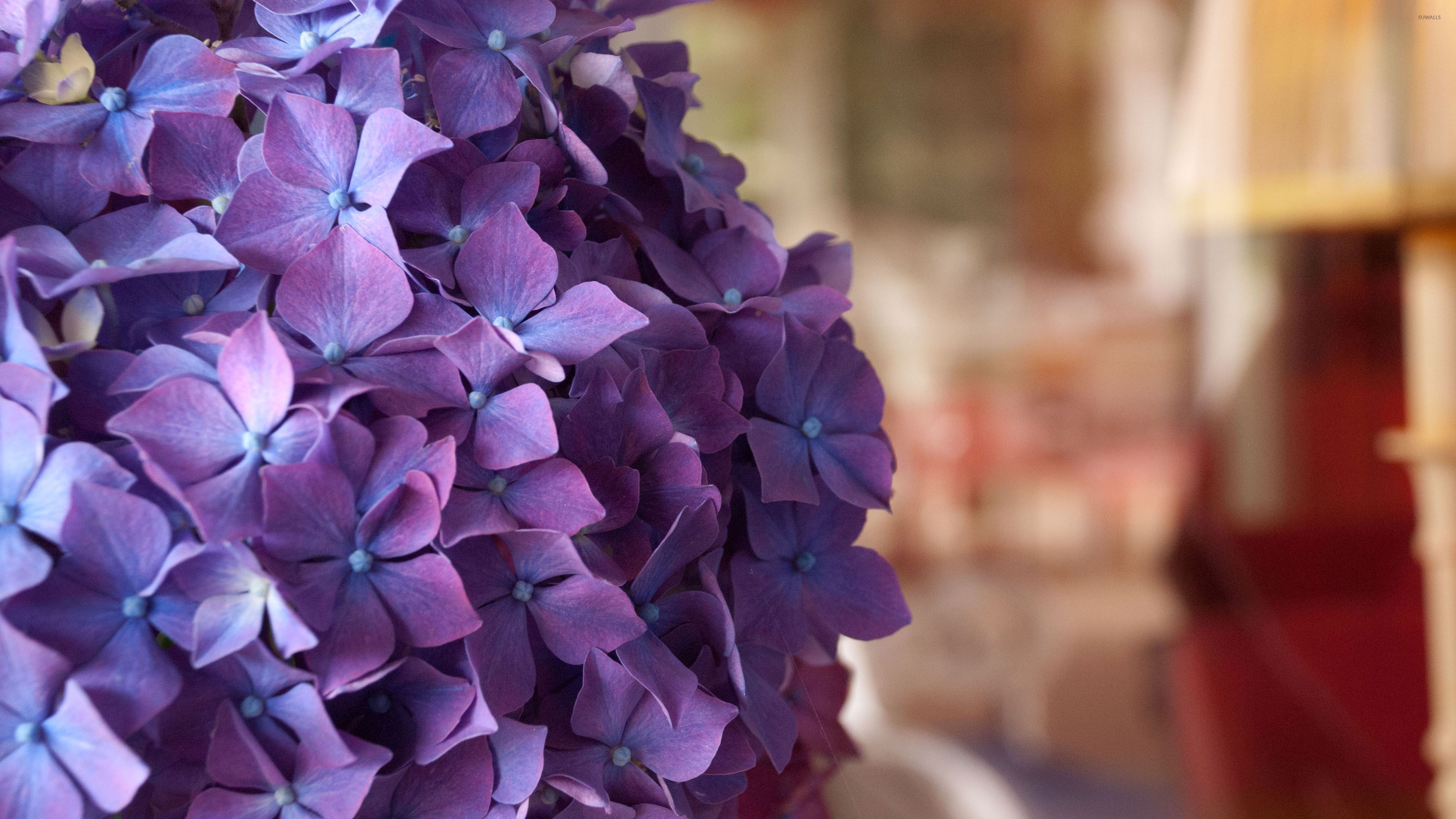 Purple Hydrangea Wallpapers