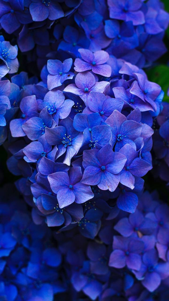 Purple Hydrangea Wallpapers