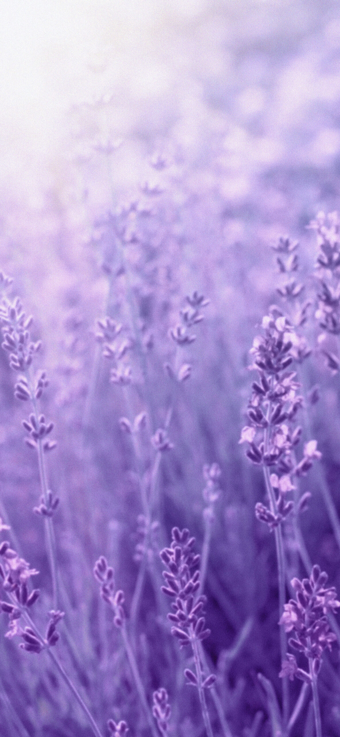 Purple Lavender Wallpapers