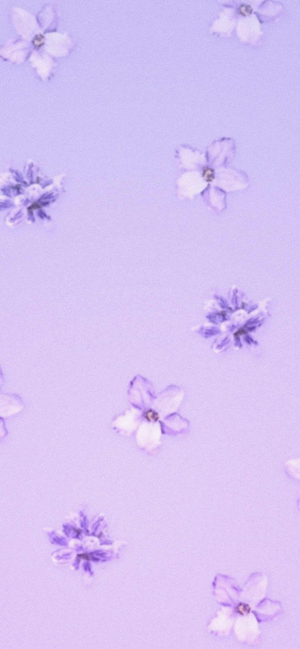 Purple Lavender Wallpapers