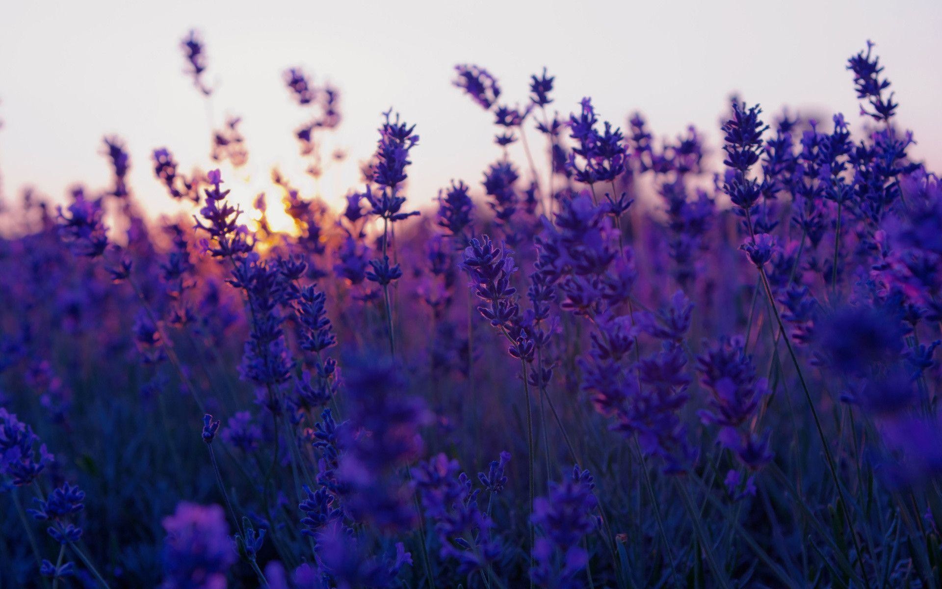 Purple Lavender Wallpapers