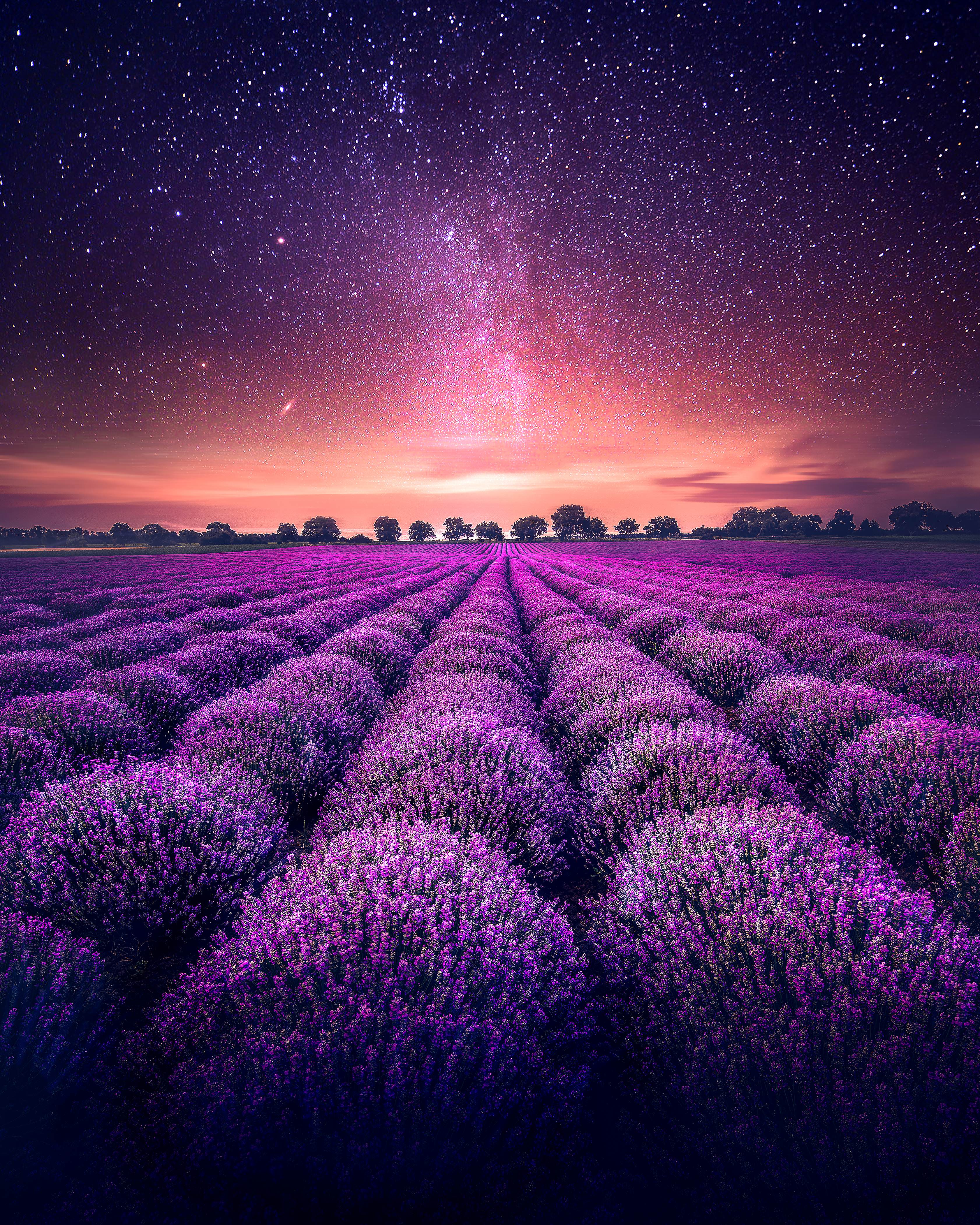 Purple Lavender Wallpapers