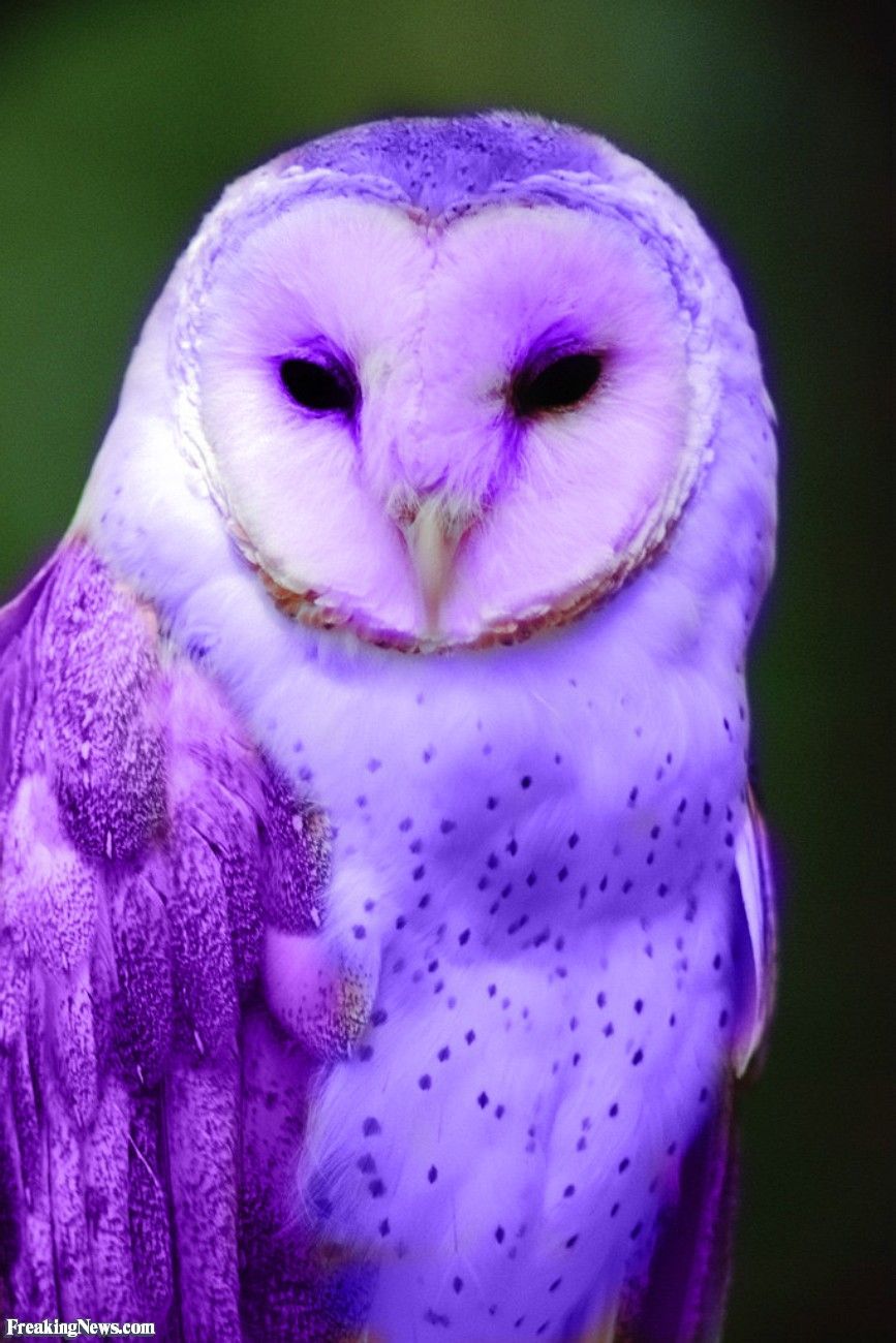 Purple Owl Wallpapers