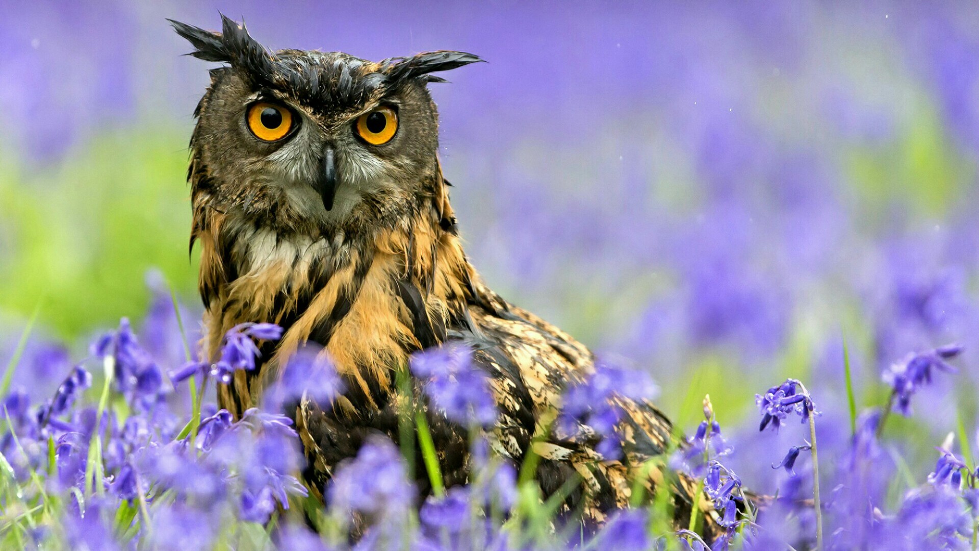 Purple Owl Wallpapers