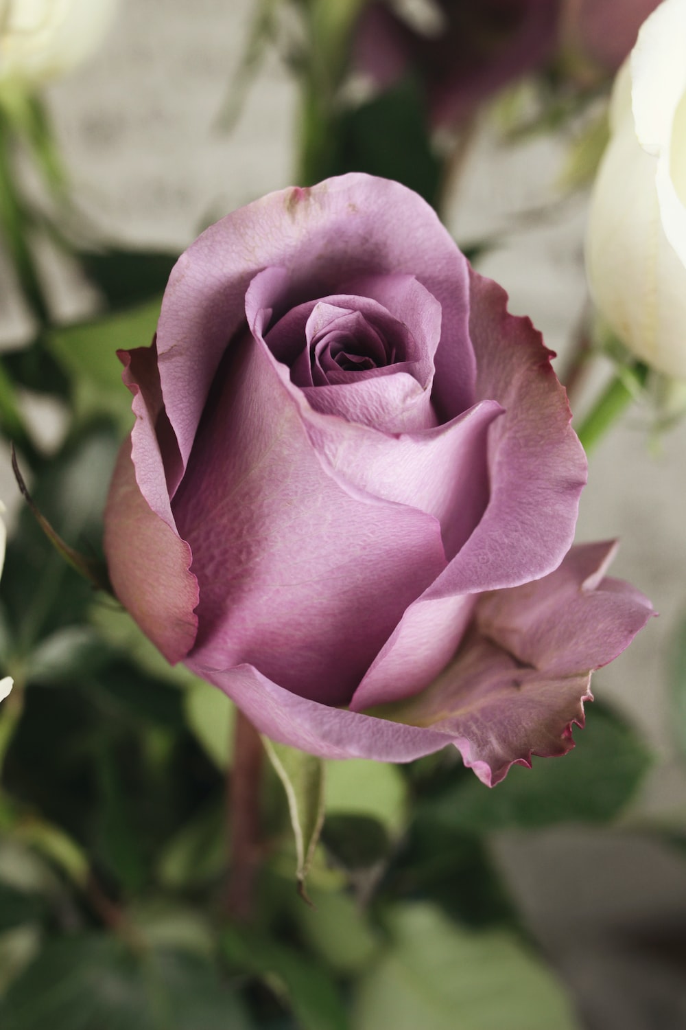 Purple Rose Wallpapers