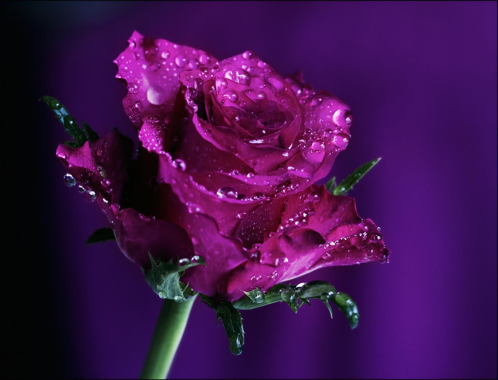 Purple Rose Wallpapers