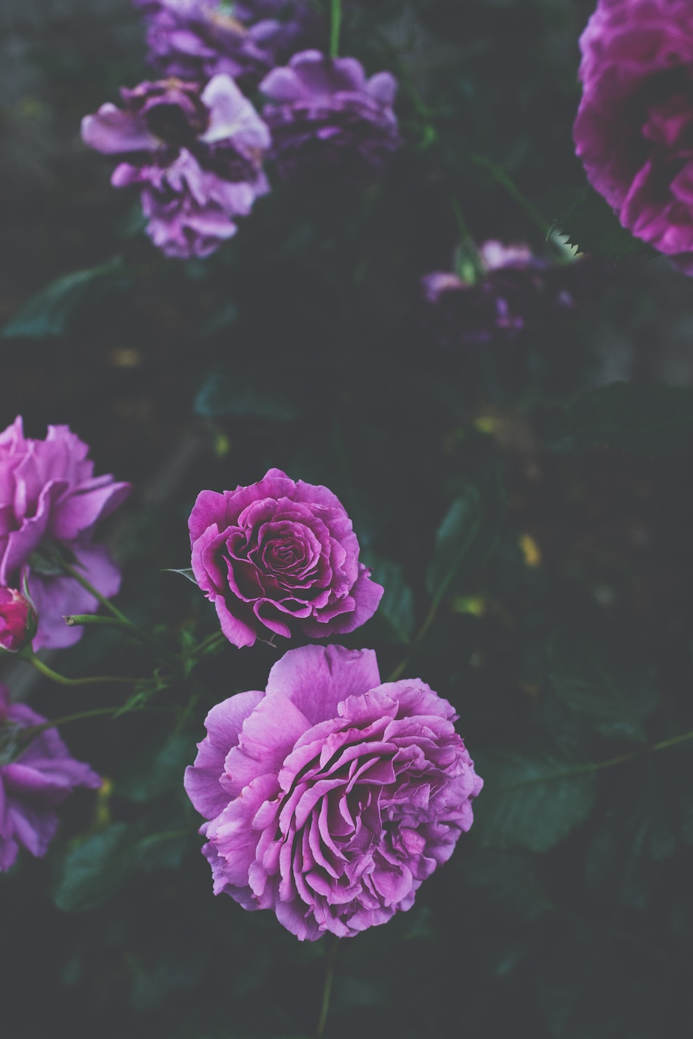 Purple Rose Wallpapers