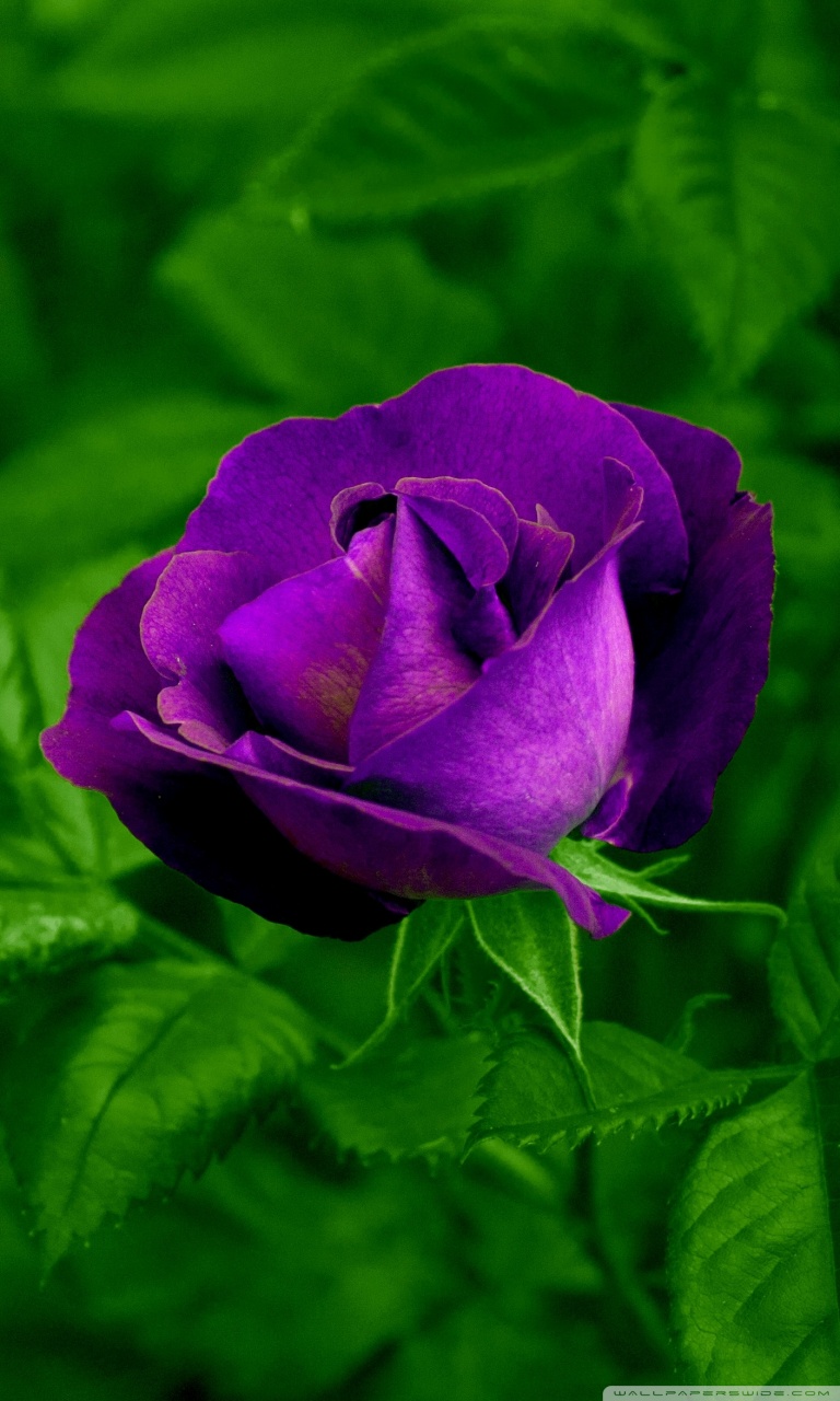 Purple Rose Wallpapers