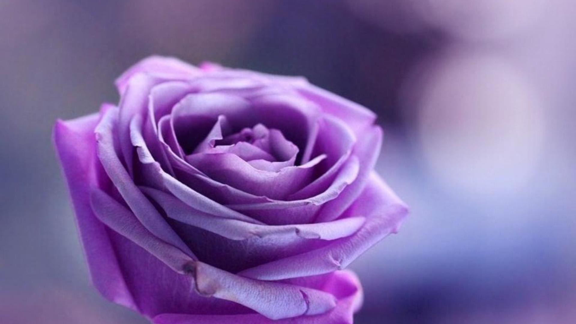 Purple Rose Wallpapers