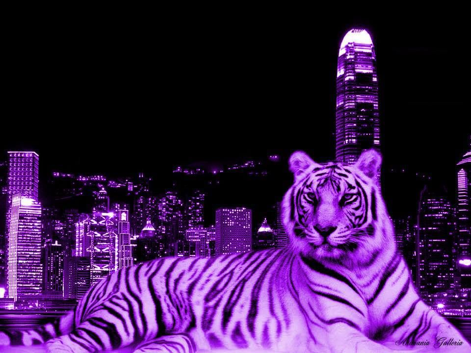 Purple Tiger Wallpapers