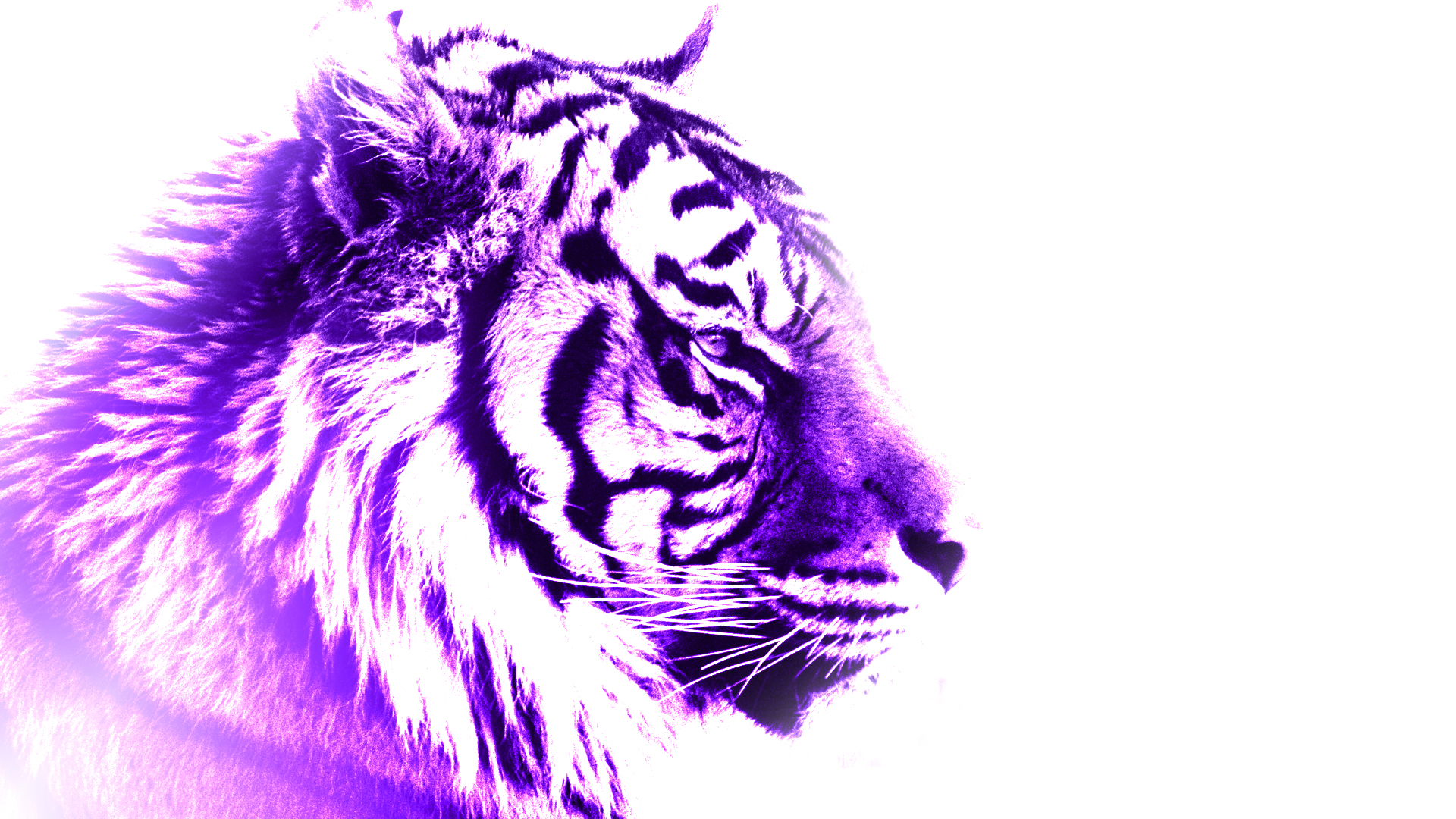 Purple Tiger Wallpapers