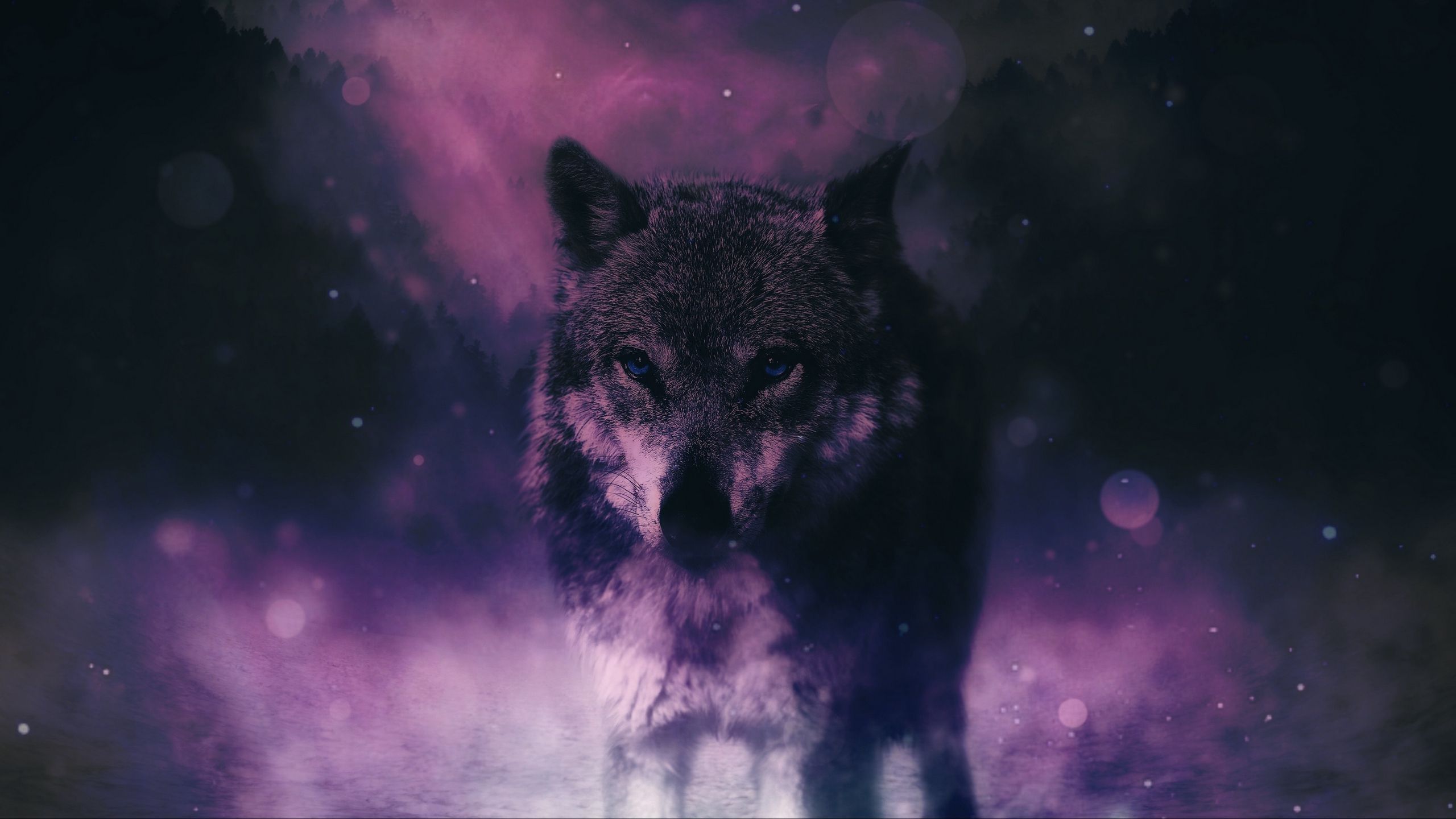 Purple Wolf Wallpapers