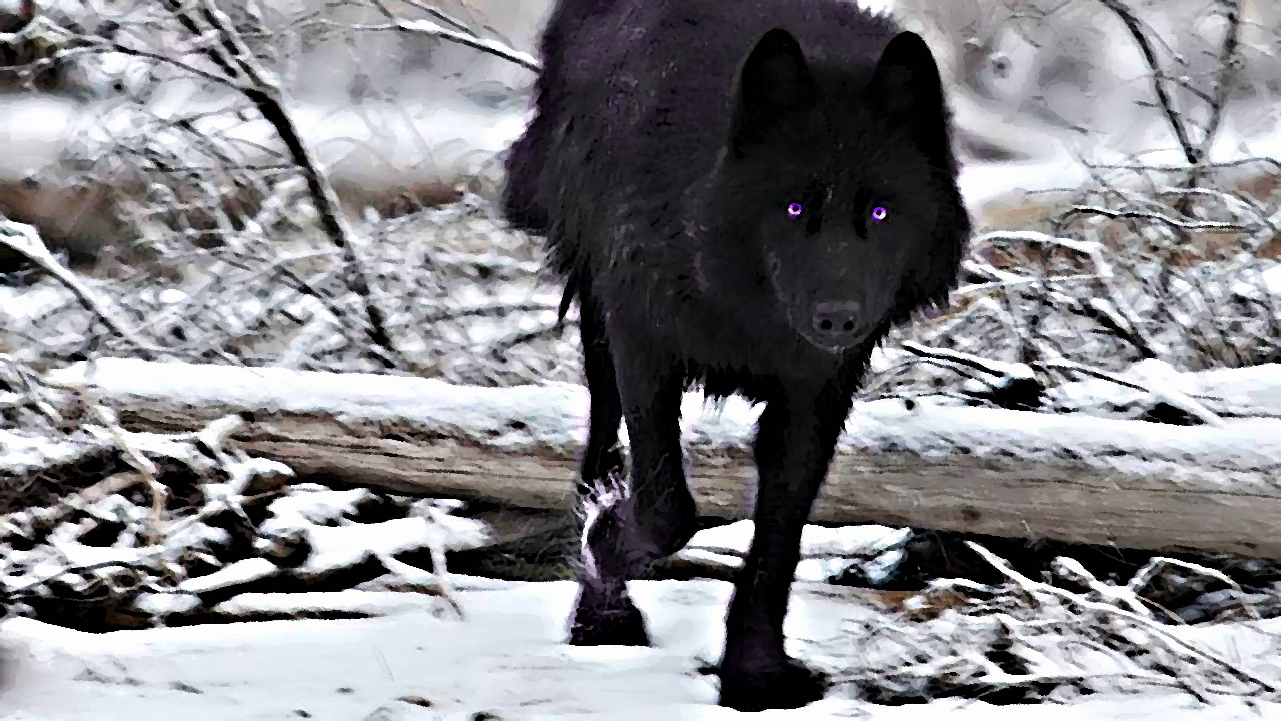 Purple Wolf Wallpapers