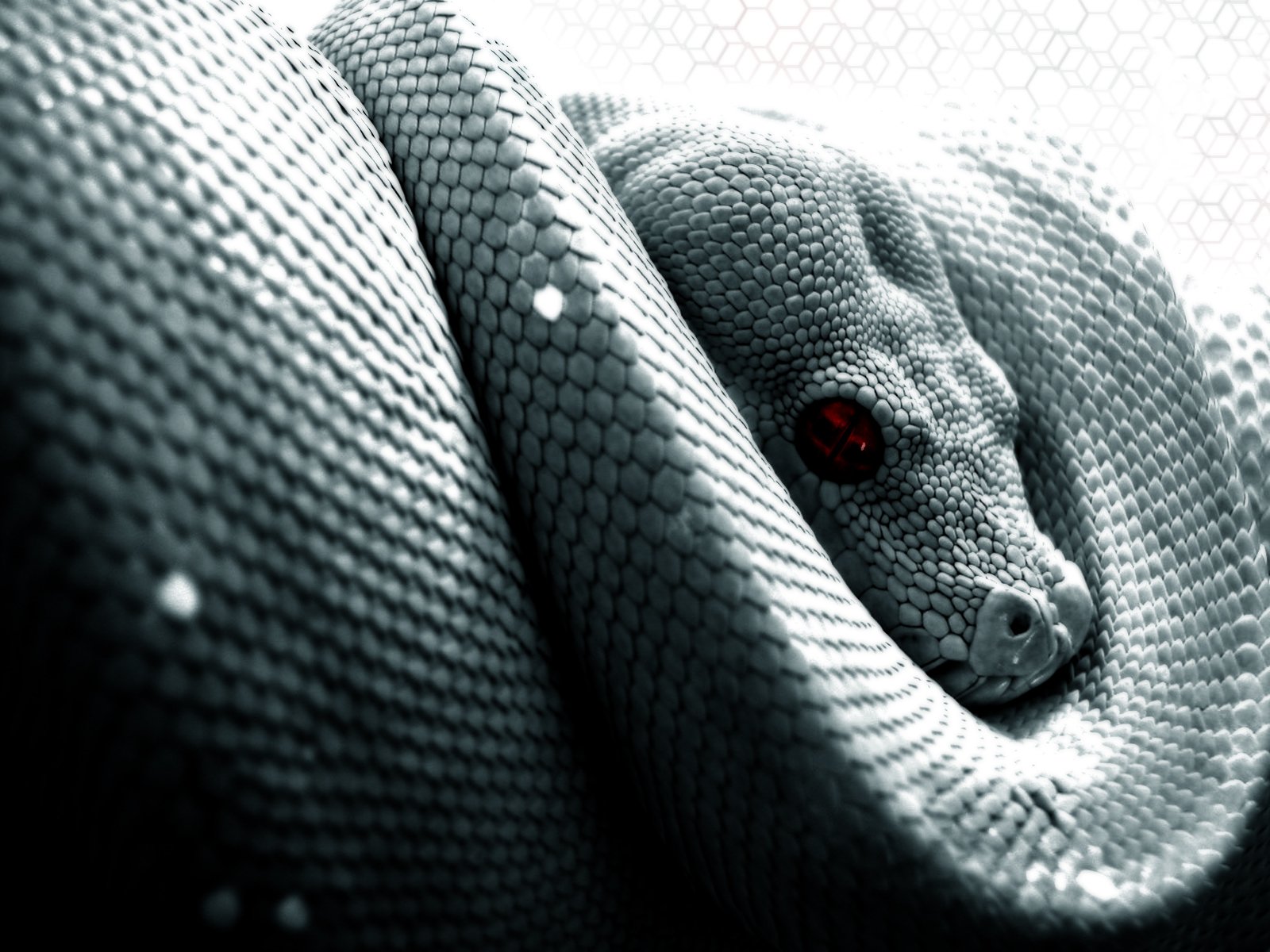 Python Snake Wallpapers