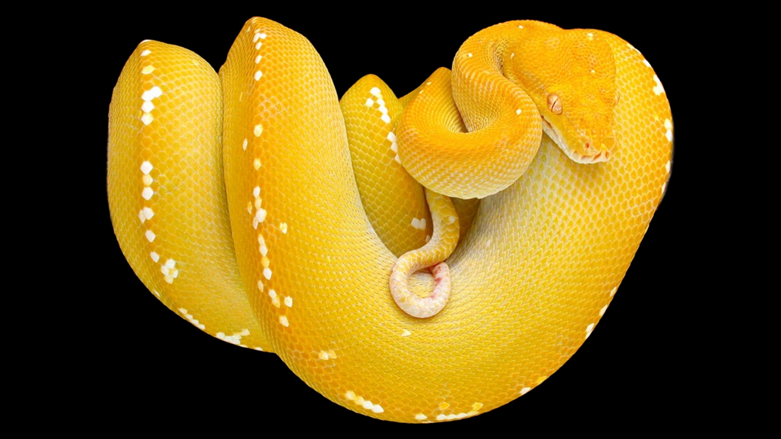 Python Snake Wallpapers