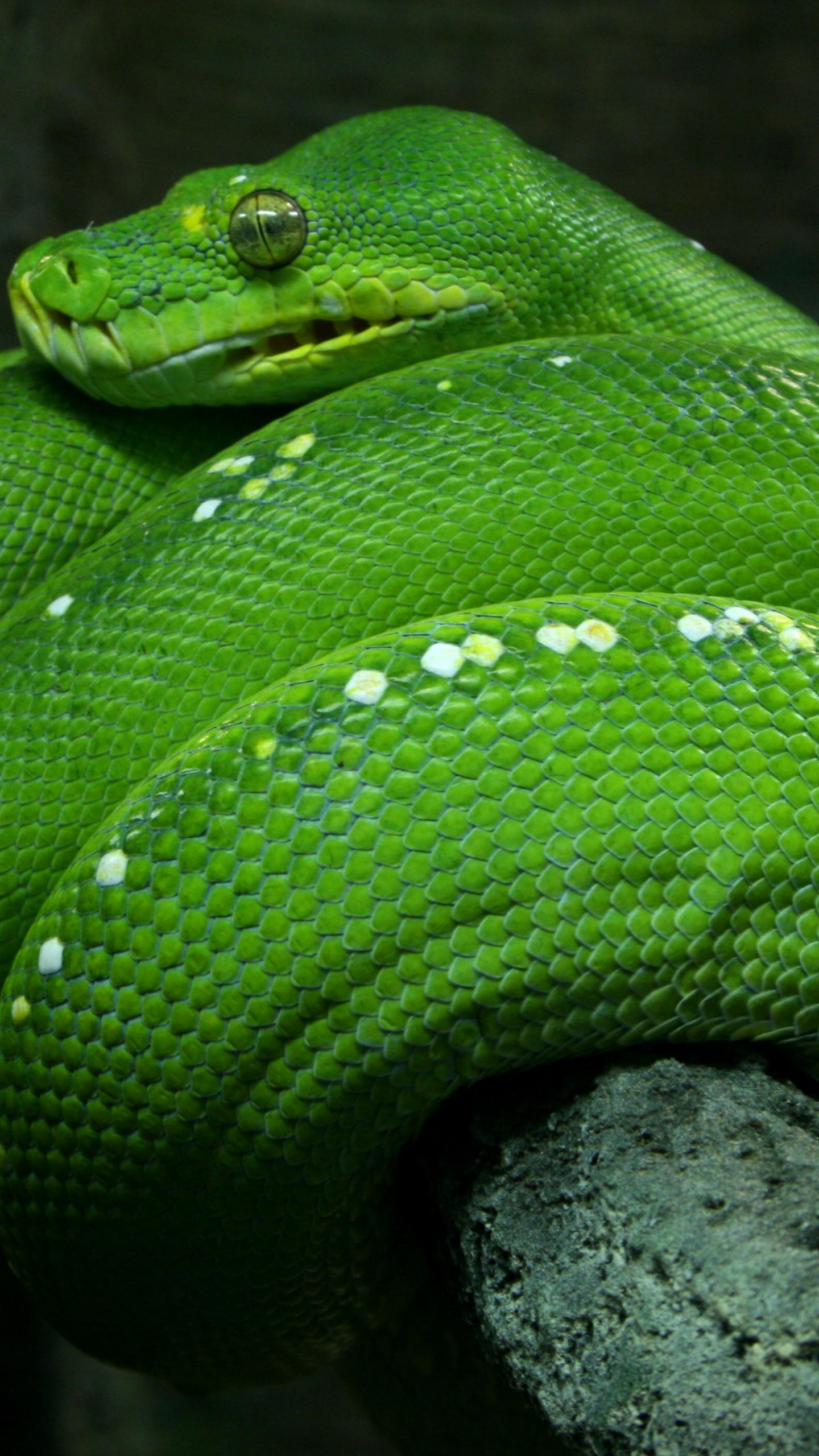 Python Snake Wallpapers