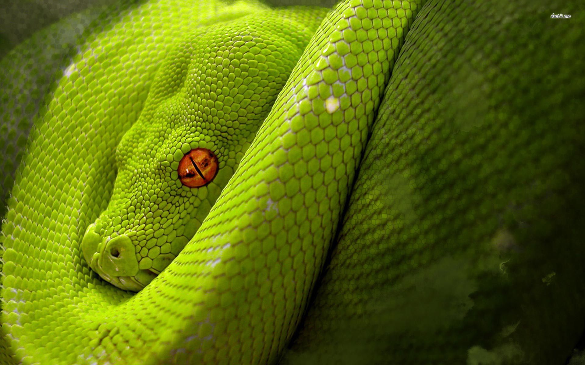 Python Snake Wallpapers