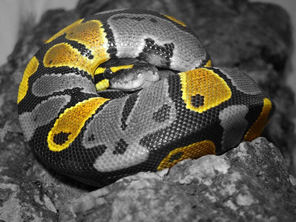 Python Snake Wallpapers