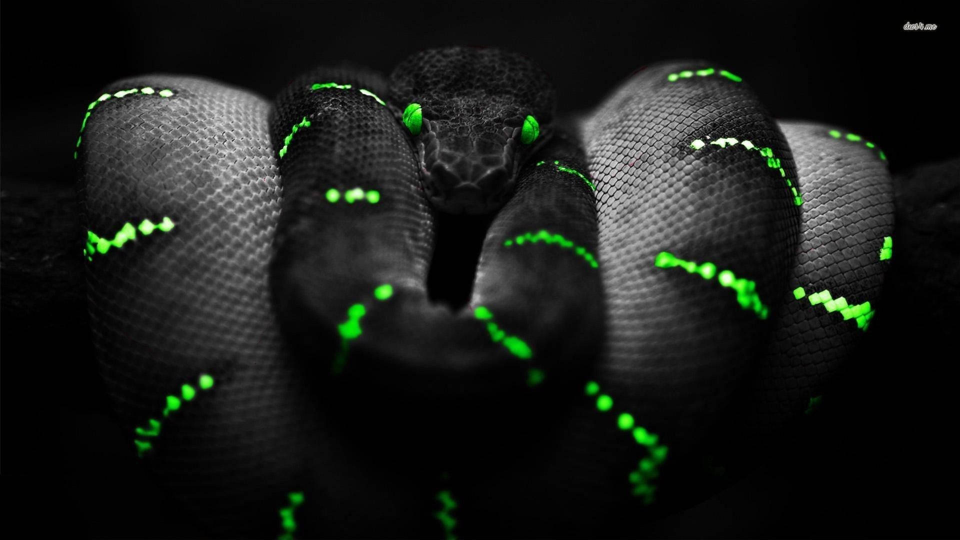 Python Snake Wallpapers