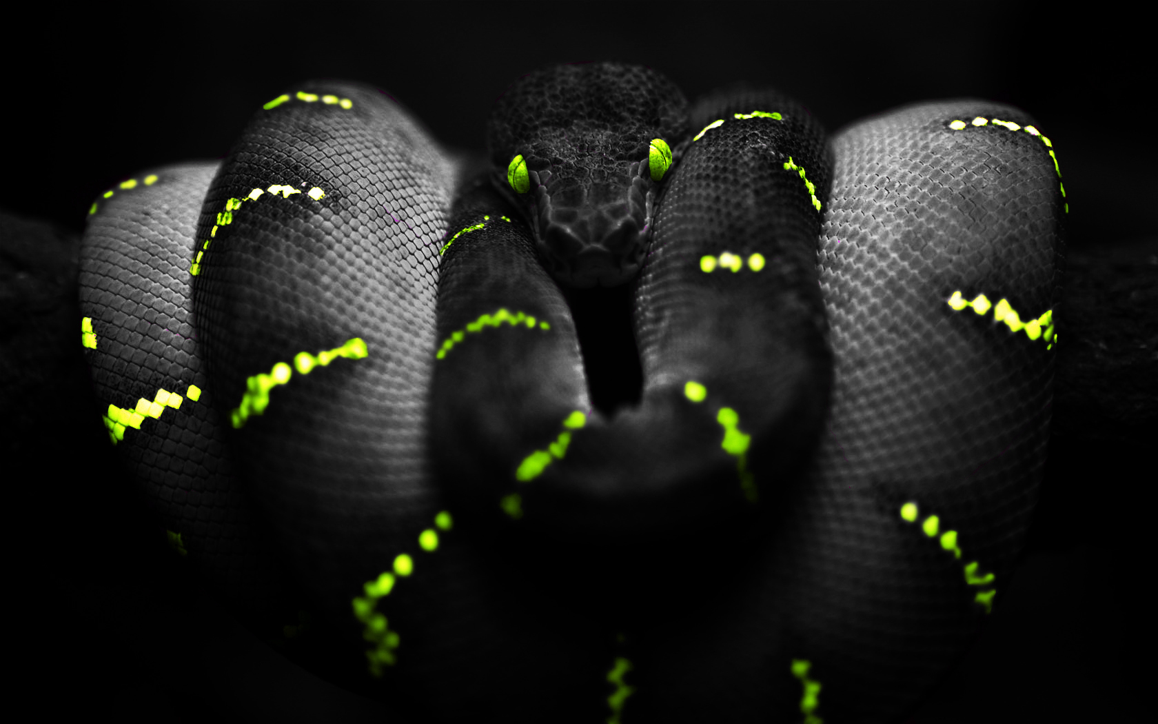 Python Snake Wallpapers