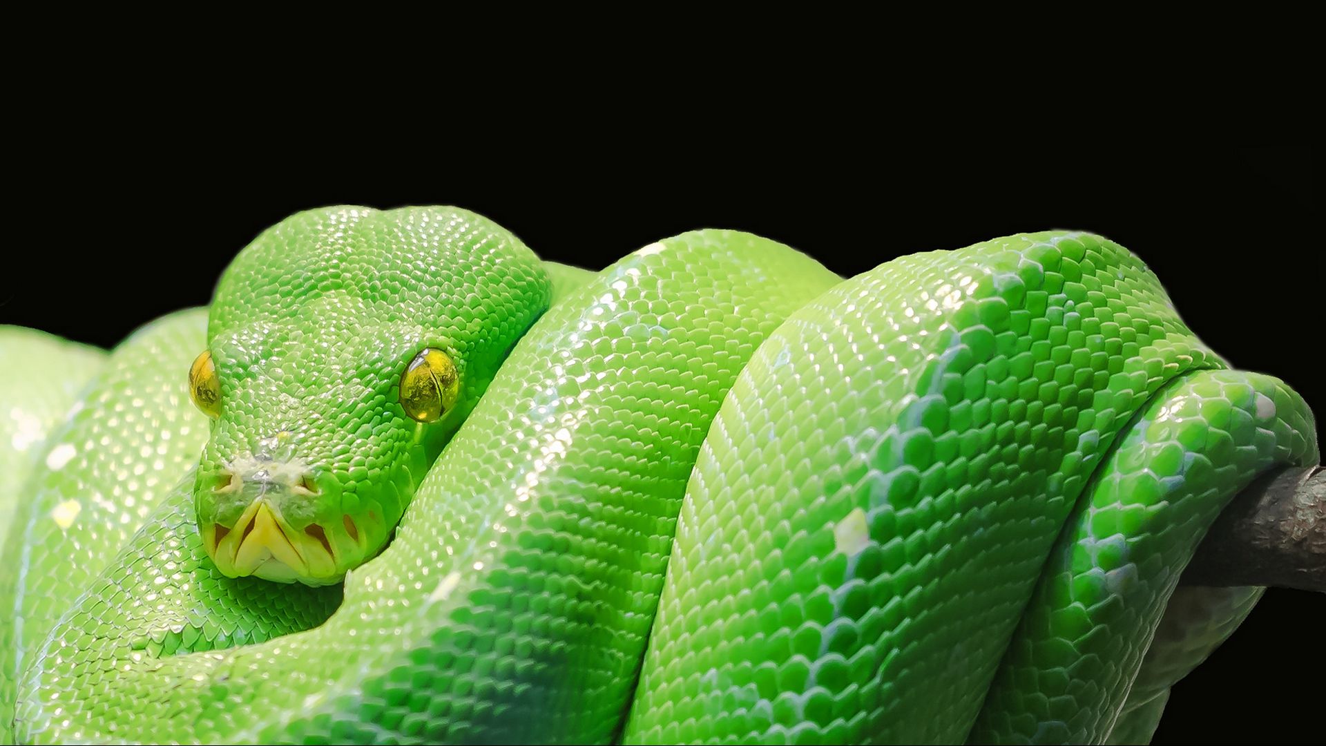 Python Snake Wallpapers