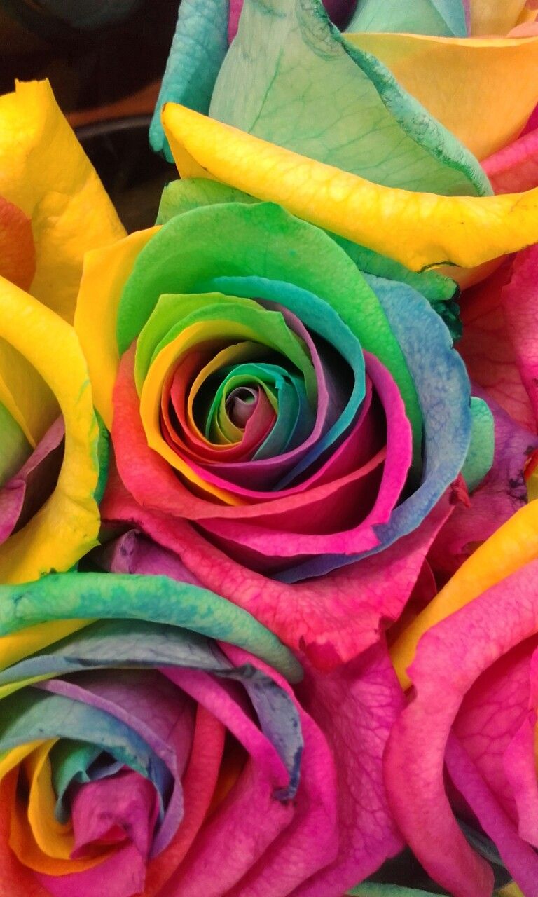 Rainbow Flowers Wallpapers