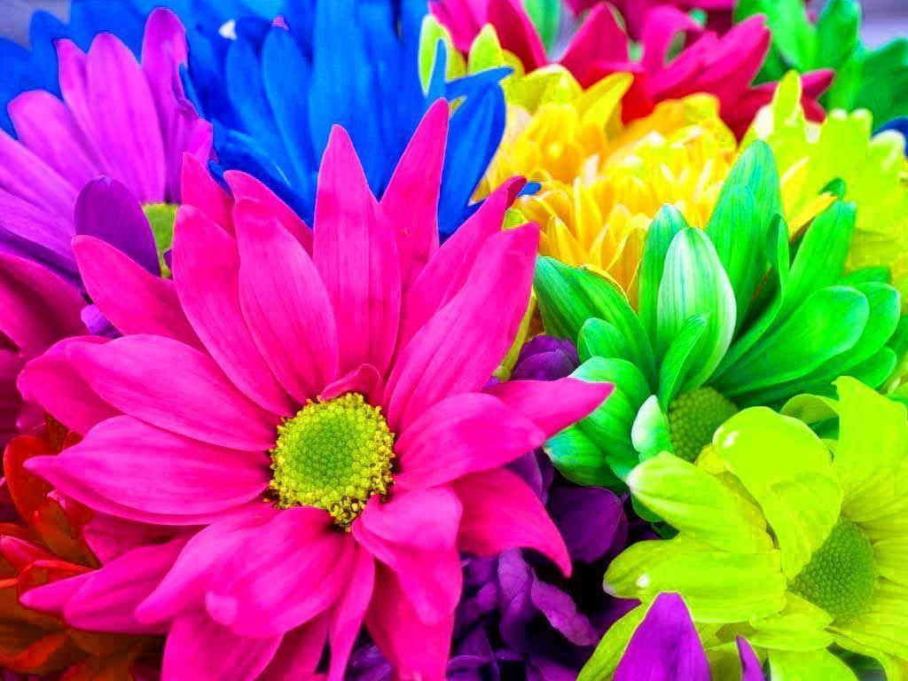 Rainbow Flowers Wallpapers