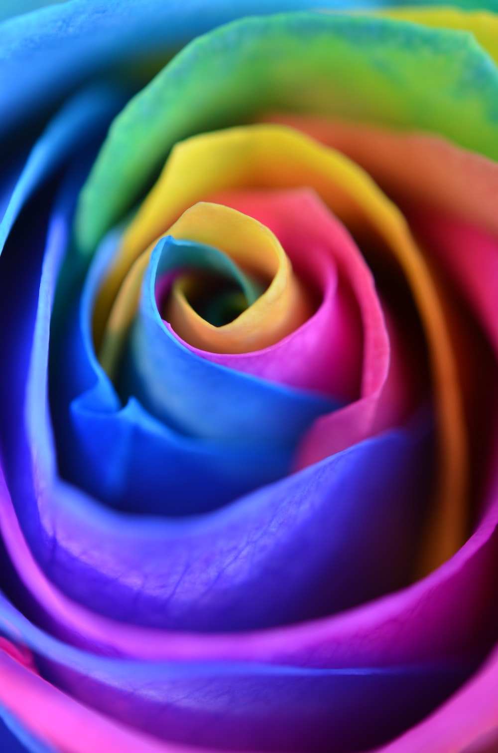 Rainbow Flowers Wallpapers