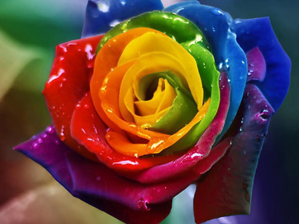 Rainbow Flowers Wallpapers