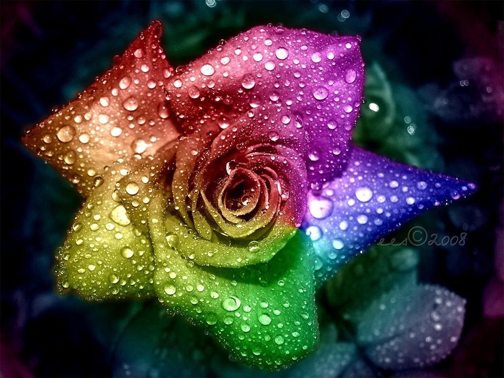 Rainbow Flowers Wallpapers