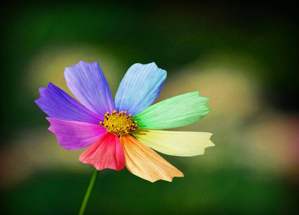 Rainbow Flowers Wallpapers