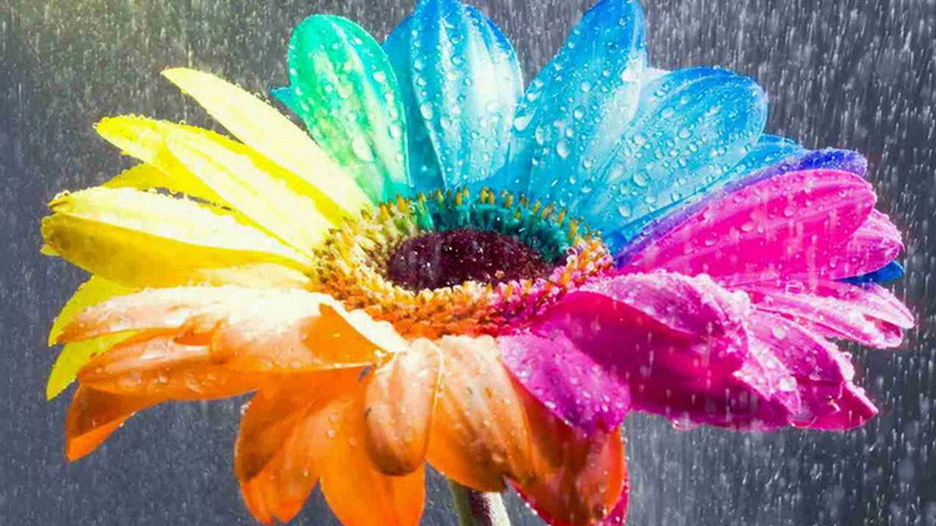 Rainbow Flowers Wallpapers