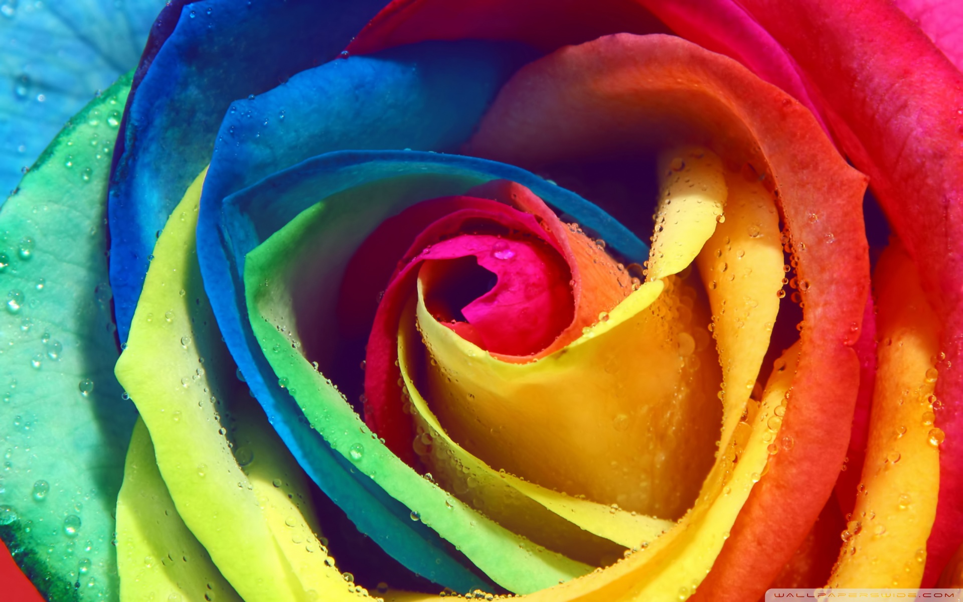 Rainbow Flowers Wallpapers