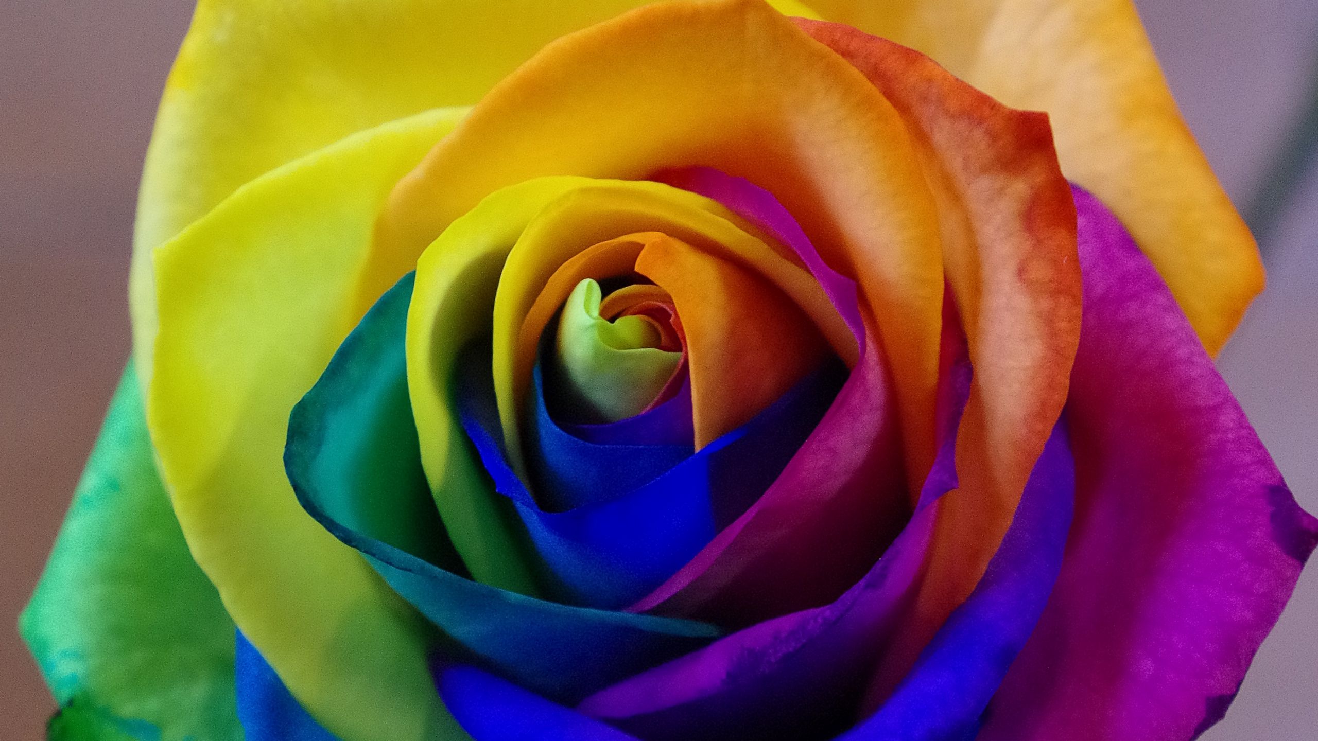 Rainbow Flowers Wallpapers