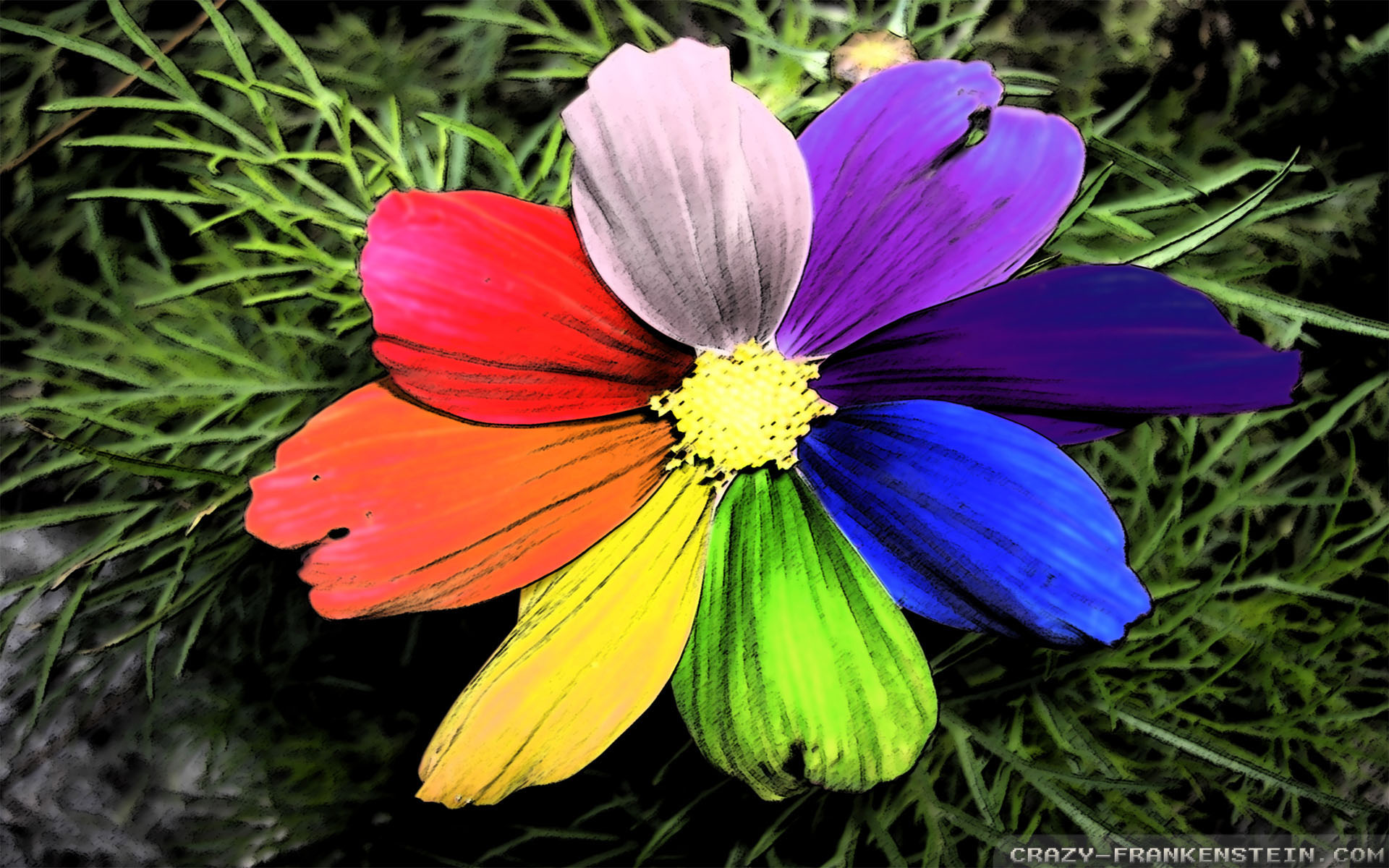 Rainbow Flowers Wallpapers