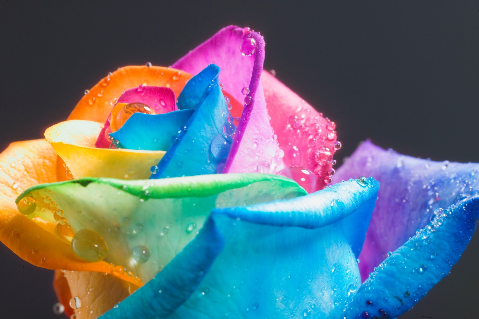 Rainbow Flowers Wallpapers