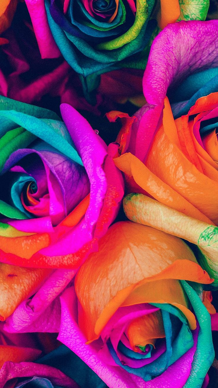 Rainbow Flowers Wallpapers