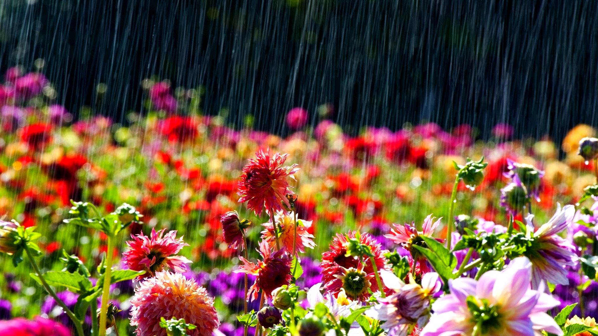 Rainy Spring Wallpapers