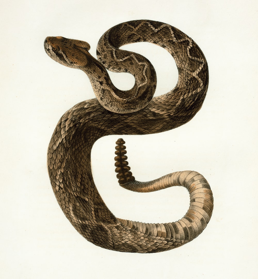Rattle Snake Wallpapers
