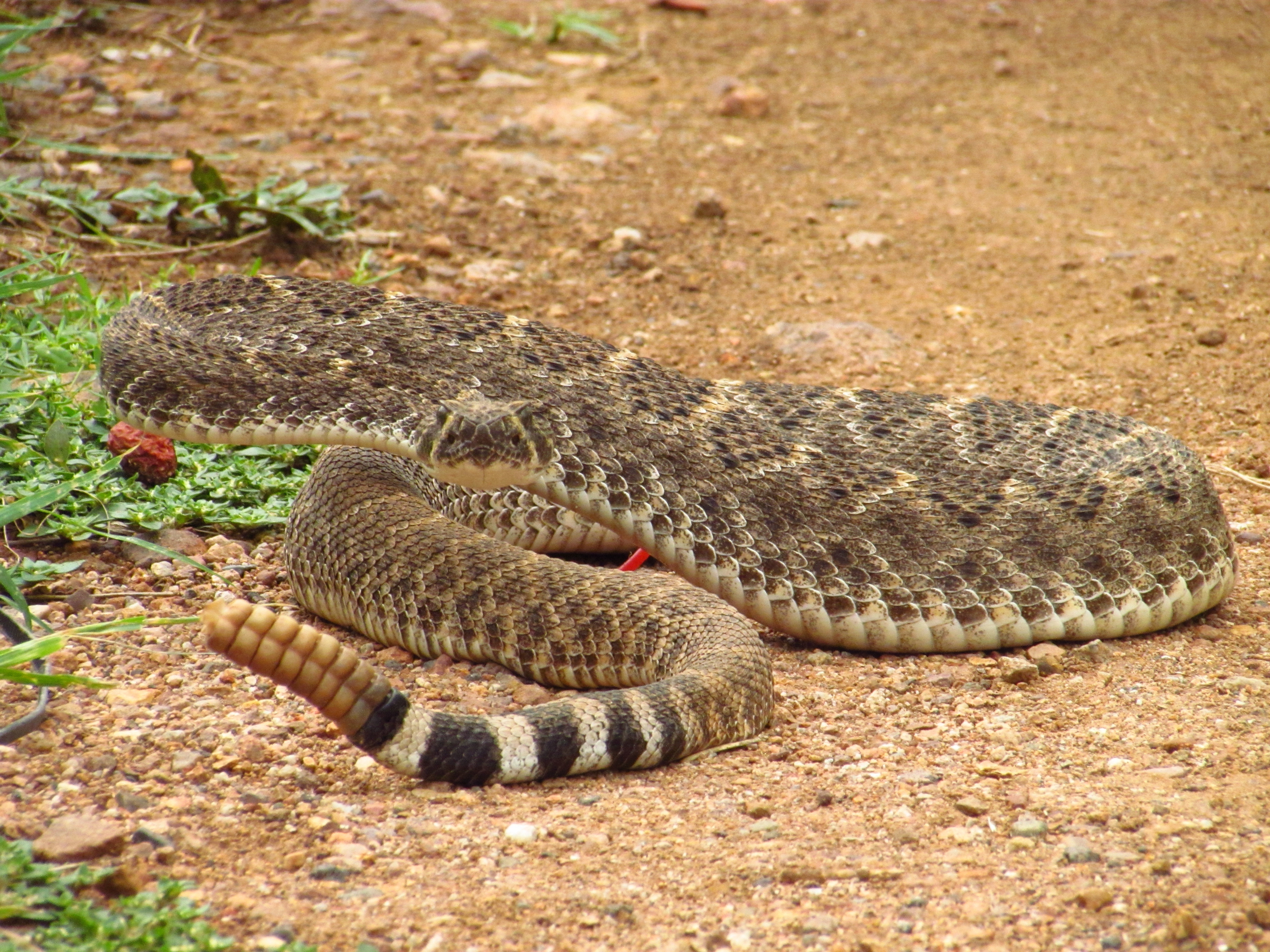 Rattle Snake Wallpapers