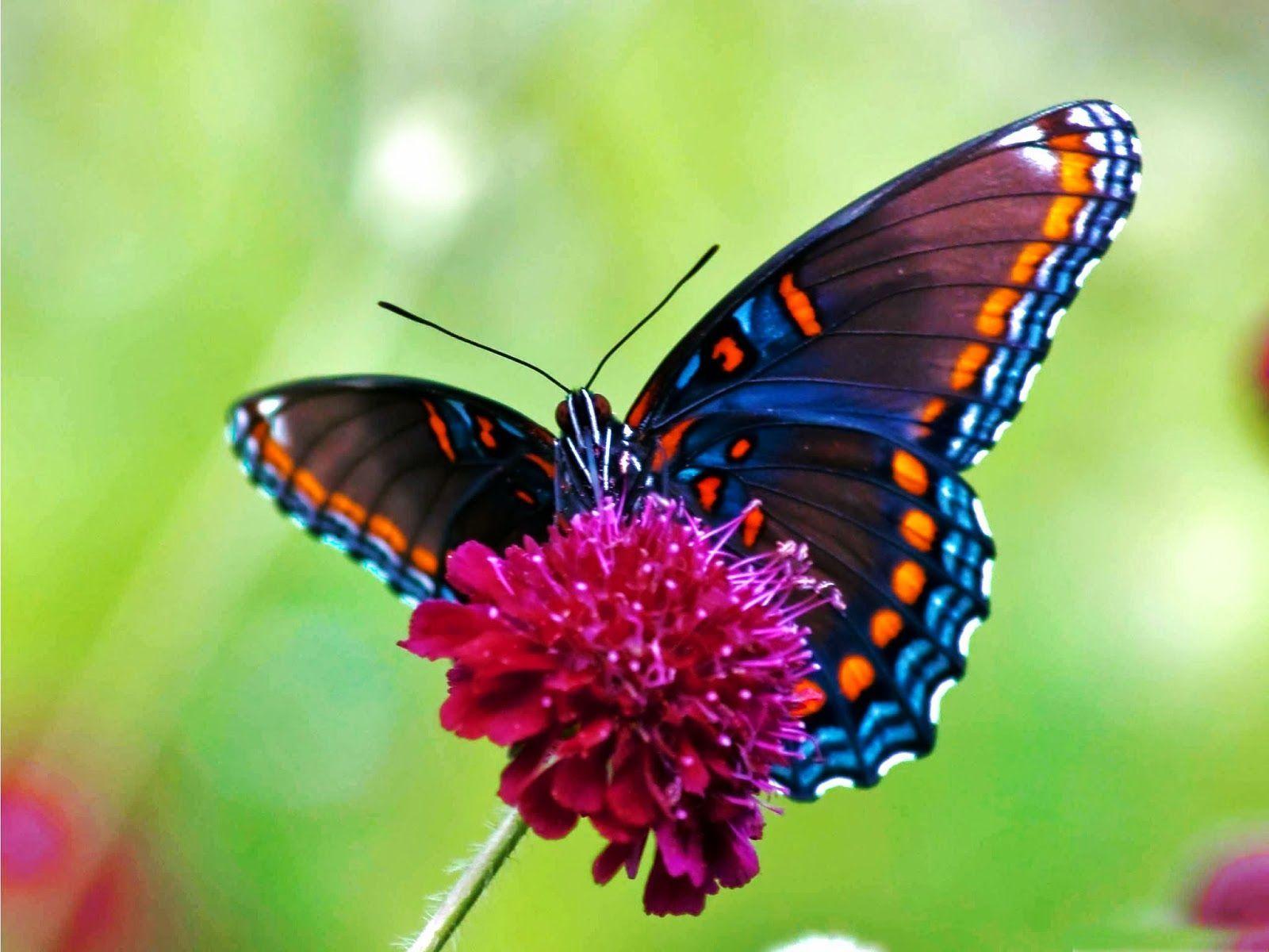 Real Butterfly Wallpapers