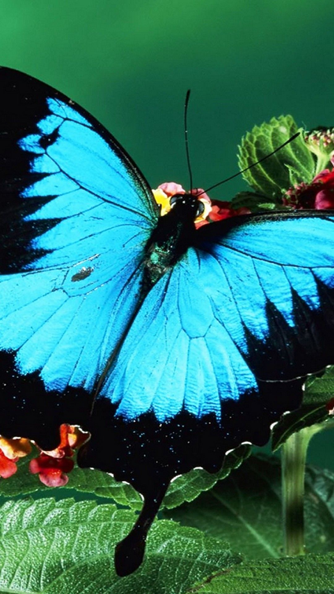 Real Butterfly Wallpapers